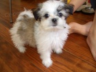 Prodm tata #Shih Tzu.