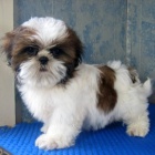 Prodm tata #Shih Tzu.