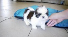 Prodm tata #Shih Tzu.