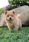 asn chow chow tata