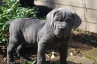 tata cane corso na prodej v mm okol