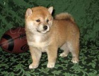 Shiba Inu tata