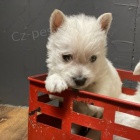 Prodm mini tata West Highland White Terriers