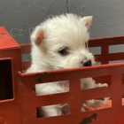 Prodm mini tata West Highland White Terriers