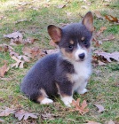 Prodm okovan tata Pembroke Welsh Corgi.