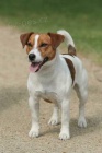 ttka Jack Russell terir s PP