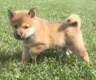 Prodm tata Shiba inu