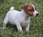 Prodm tata Jack russell terira.