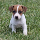 Prodm tata Jack russell terira.