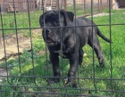 Cane Corso tn