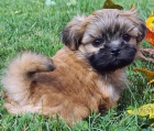 Prodm okovan tata SHIH TZU