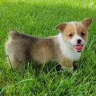 Prodm zdrav, okovan a oderven tata Pembroke Welsh Corgi.