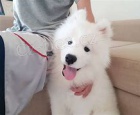 samoyed tata