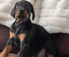 tata doberman