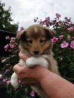 Zlat ttka sheltie s PP