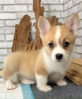 tata Pembroke Welsh Corgi.