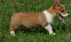 Corgi, Pembroke Welsh pro adopci