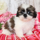 Prodm okovan tata SHIH TZU