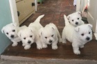 Prodm tata West Highland White Terriers