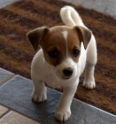 Prodm zdrav tata jack russell terira.