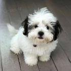 KC Shih Tzu dvky a tata chlapce.