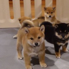 Shiba Inu dvky a tata chlapc.