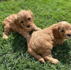 Cavapoo dvky a tata chlapc.