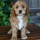 Rozkon tata Cockapoo k adopci