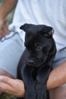 Cane Corso tata