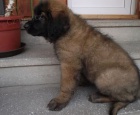 tata Leonberger k dispozici