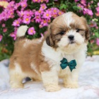 Prodm tata SHIH TZU