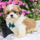 Prodm tata SHIH TZU