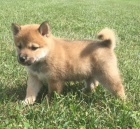 Prodm rozkon miminka tata shiba inu