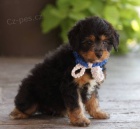 tata Aussiedoodle na prodej (Aussiedoodle jsou sms australskho ovka a standardnho Pudla)