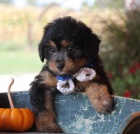 tata Aussiedoodle na prodej (Aussiedoodle jsou sms australskho ovka a standardnho Pudla)