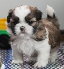 Prodm tata SHIH TZU