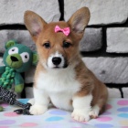 Prodm tata Pembroke Welsh Corgi.