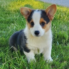 Prodm mini tata Welsh Corgi Pembroke.