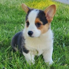 Prodm mini tata Welsh Corgi Pembroke.