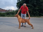 Jihoafrick mastin- Boerboel tata