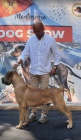 Jihoafrick mastin- Boerboel tata