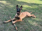 Malinois 