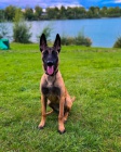 Malinois 