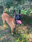 Malinois 