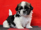 Shih-tzu, i-tzu ttka s PP