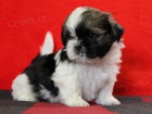 Shih-tzu, i-tzu ttka s PP