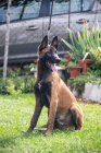 Belgick ovk malinois tn