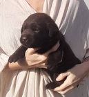 Labradorsk Retriever PP