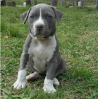 Registrovan tata Staffordshire Bullterrier k adopci zdarma.