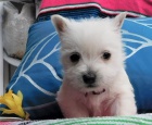 tata West Highland White Terrier